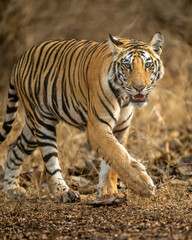 wild sub adult male bengal tiger panthera tigris walking head on territory stroll in summer season...