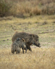 Two wild male Indian boar or Andamanese pig or Moupin pig or Sus scrofa cristatus in natural scenic green open grassland or field at panna national park forest tiger reserve madhya pradesh indiaasia