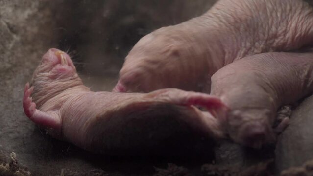 Naked Mole-Rats Or Sand Puppy Burrowing Rodent. Close-up Shot