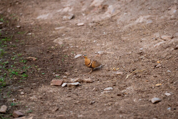 wild male Painted Sandgrouse or Pterocles indicus bird closeup in summer season safari in national park or forest tiger reserve india asia