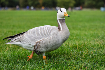 The bar-headed goose (Anser indicus) is pale grey and is easily distinguished from any of the other grey geese of the genus Anser by the black bars on its head.