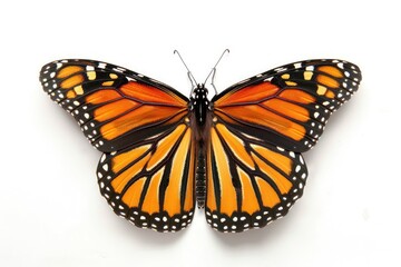 Naklejka premium butterfly on a white