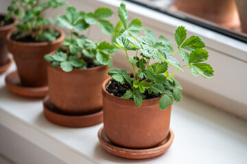 Small Strawberry Fragaria seedlings in clay pots on windowsill at home, soft focus. Hobby, indoor gardening, growing fruits from seed concept