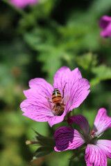 Honey bee on a pink Common mallow or Malva sylvestris flower