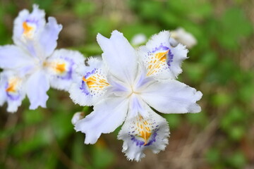 Obraz premium シャガの花