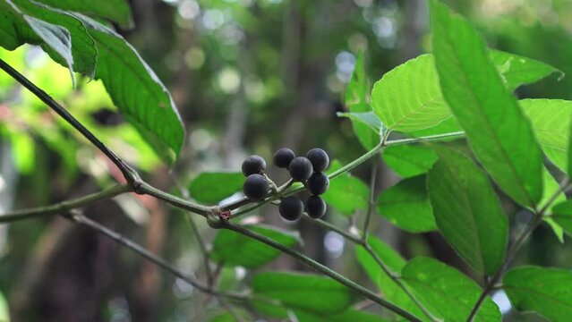 Leea indica fruit on a tree branch in the forest. This species is also called Bandicoot Berry.