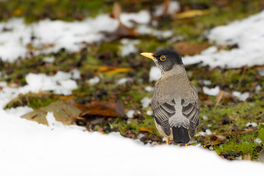 Zorzal patag&oacute;nico (Turdus falcklandii magellanicus)