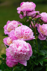 Peony Sorbet in garden on sunny day. lat. Paeonia Lactiflora Hybriden Sorbet. Big blooming pink peony flowers in spring. Happy Mothers, Earth Day