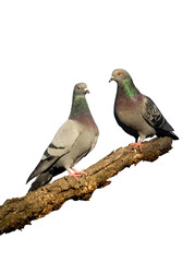 male and female pigeons on branch. Isolated