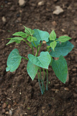 Green bean plants growing in the vegetable garden. Phaseolus vulgaris 