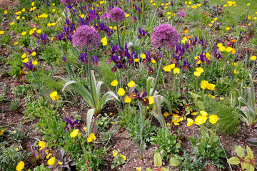 Zierlauch (Allium gladiator) im Blumenbeet