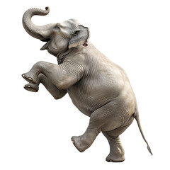 an elephant standing on its hind legs