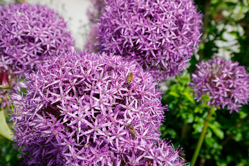 Zierlauch (Allium gladiator) im Blumenbeet