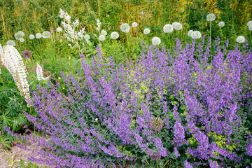 Salbei (Salvia) Zierpflanze mit blauen Blüten im Garten 