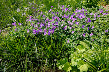 Obraz premium Zier-Salbei und Lupinien im Blumenbeet