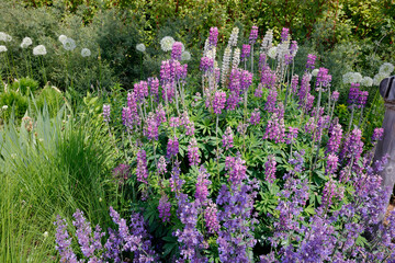 Lupinen (Lupinus) und Salbei (Salvia) im Blumenbeet