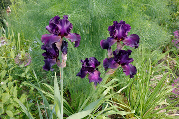 Schwertlilien oder Iris im Blumenbeet © Aggi Schmid