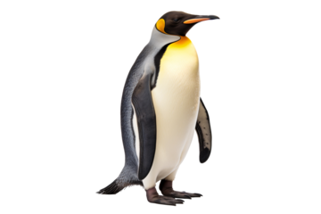 a penguin standing on a white background