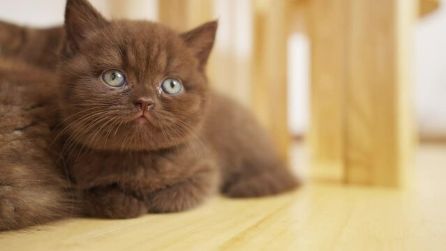 4K Group of Cute British Shorthair breed kitten enjoy and fun playing together on cat tree in living room. Adorable domestic indoor feline pet cat grow up with human owner family at home.