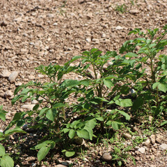 Potato plants in a row in the vegetable garden on a sunny day. Solanum tuberosum 
