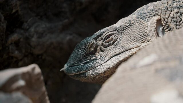 Closeup Of Monitor Lizard's Head On Rock Basking Under The Sun, Eye Closes And Open.