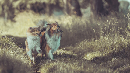 2 rough Collies sable erwachsen und Junghund spielen outdoor im Sommer schönes Licht Var. 7