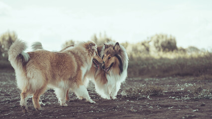 2 rough Collies sable spielen outdoor