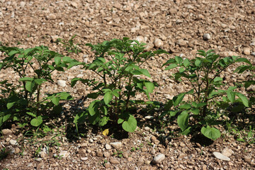 Potato plants in a row in the vegetable garden on a sunny day. Solanum tuberosum 
