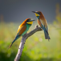Couple of European bee-eater (Merops apiaster) perched on a branch. Nature reserve of the Isonzo river mouth, Isola della Cona, Friuli Venezia Giulia, Italy.
