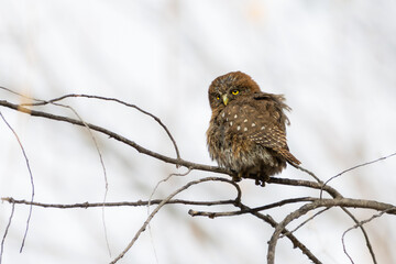 Chuncho (Glaucidium nana)