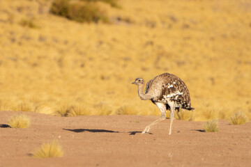 Ñandú de la puna / suri (Rhea pennata tarapacensis)