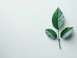 Green leaf on white surface with white background