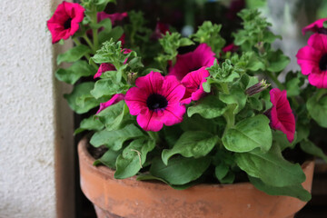 Surfinia plant in a terracotta pot in bloom with beautiful dark pink flowers. Petunia × atkinsiana Surfinia Group 