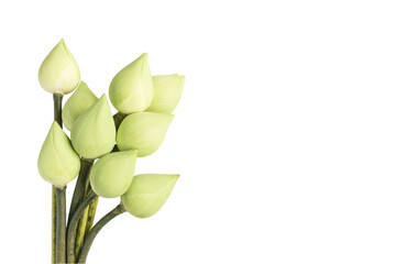 Group lotus flower isolated on white background.