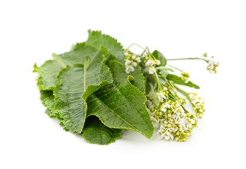 Horseradish leaves and flowers.