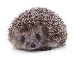 One big brown hedgehog.