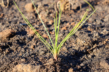 freshly planted young lomandra plant in soil