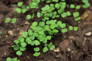 Close-up of fresh roquette or rucola or wild rocket seeding in the vegetable garden on selective...