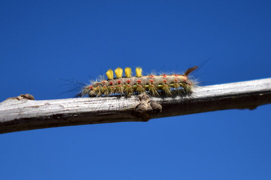 Close-up of insect on branch against blue sky