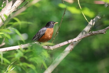 An image of an adult Robin perched on a branch with a green background
