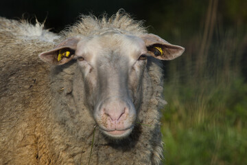 Fototapeta premium Furry sheep with fluffy ears and white chest posing outdoors