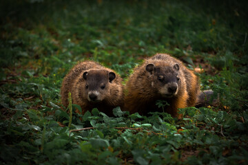 Shot of two brown marmots walking together in a field