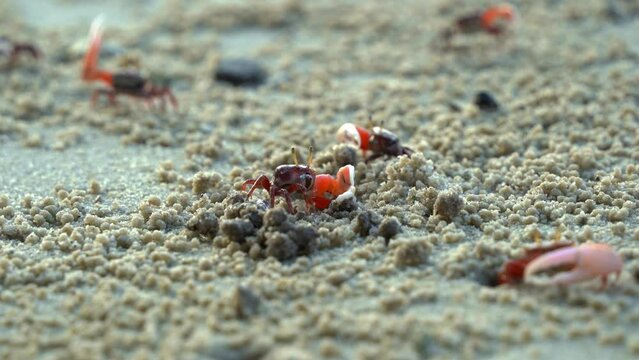 A dominant male sand fiddler crab scuttles across the sandy beach, consumes minerals, builds sand ball and wards off weaker rival, which retreats back into the safety of its burrow.
