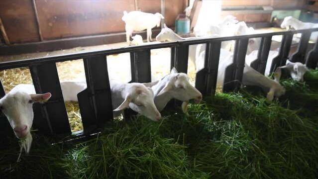 Goats flock confined in a sheep pen