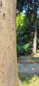 tree background leaf nature tree trunk bark