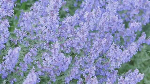 Purple background catnip flowers swaying in the summer wind