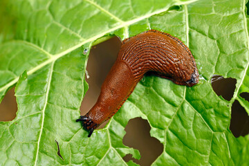 slug, arion vulgaris eating a lettuce leaf in the garden, snails damage leaves in the vegetable patch, pest on home-grown vegetables