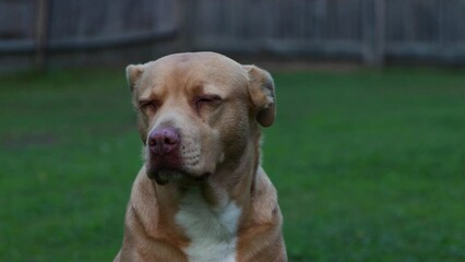 Red Nose Pitbull Labrador face close up looking tired