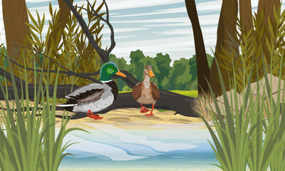 A duck and a mallard drake stand on the shore of a lake. Realistic vector landscape © AnnstasAg