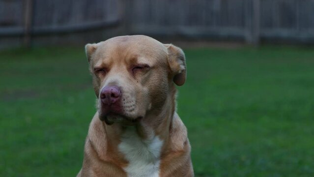 Red Nose Pitbull Labrador face close up looking tired